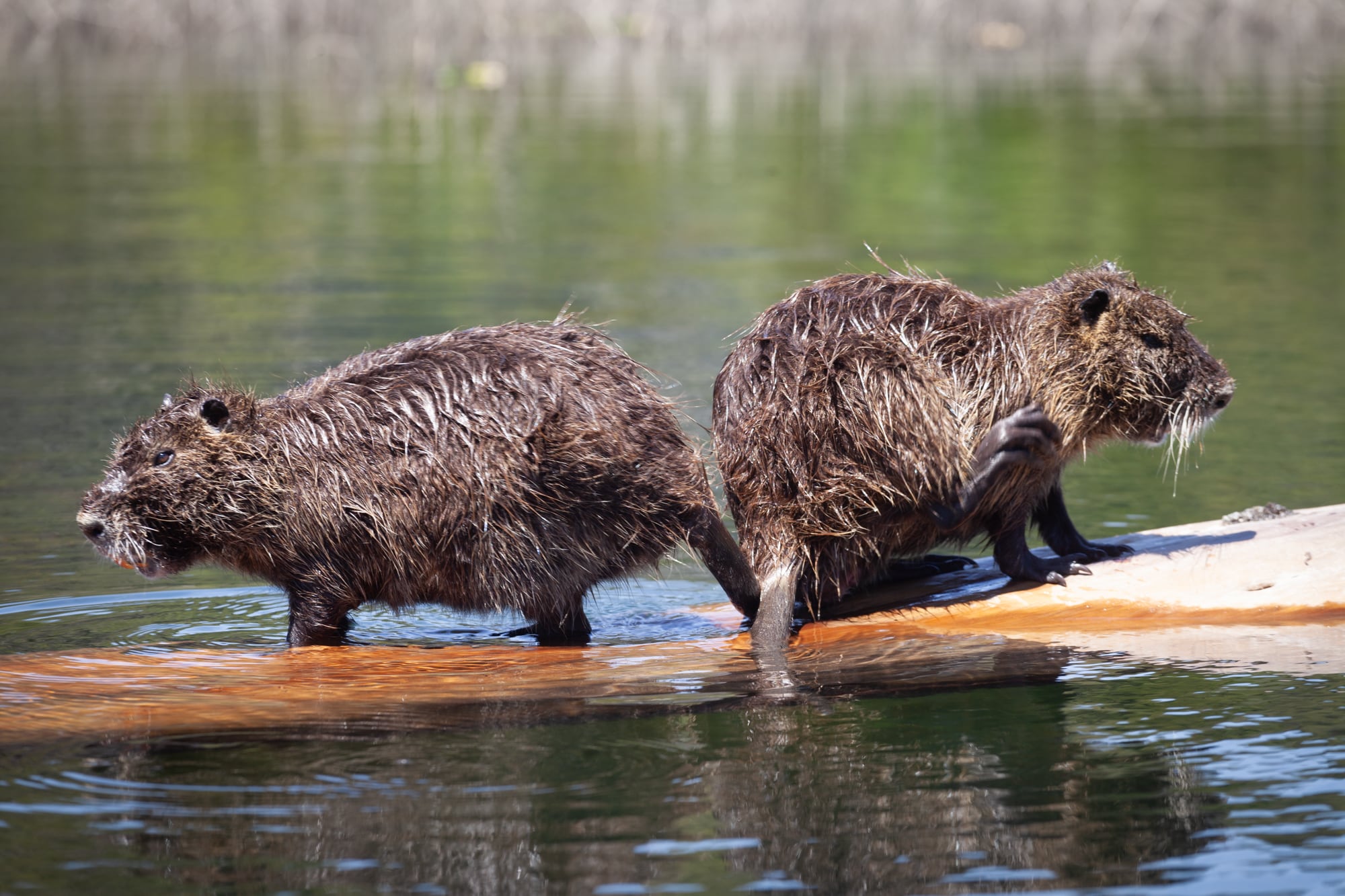 Pareja de coipos en Lago Verde.