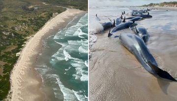 Drama en Tasmania: más de 150 ballenas quedaron varadas y las autoridades tomaron una drástica decisión