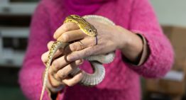 Cómo estudian las serpientes, ranas y lagartos de una de las colecciones más importantes del país