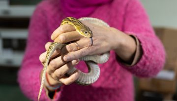 Cómo estudian las serpientes, ranas y lagartos de una de las colecciones más importantes del país