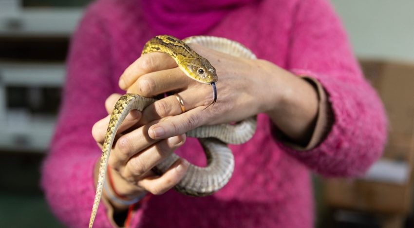 Cómo estudian las serpientes, ranas y lagartos de una de las colecciones más importantes del país