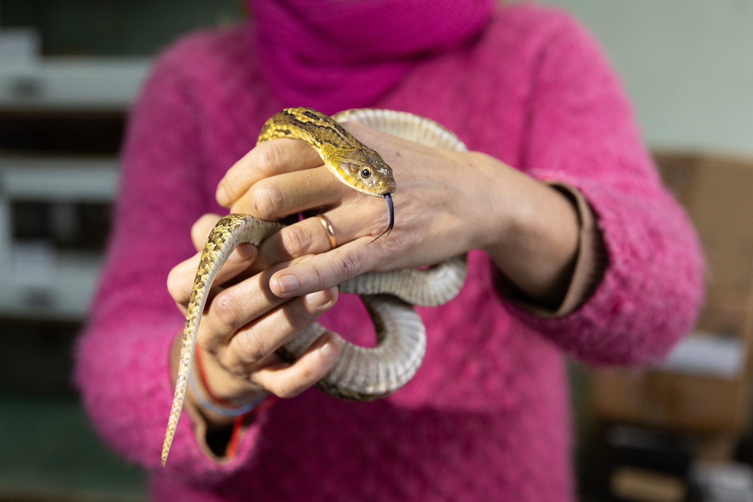 Trabajo con serpientes en Herpetología de la Fundación Miguel Lillo. 