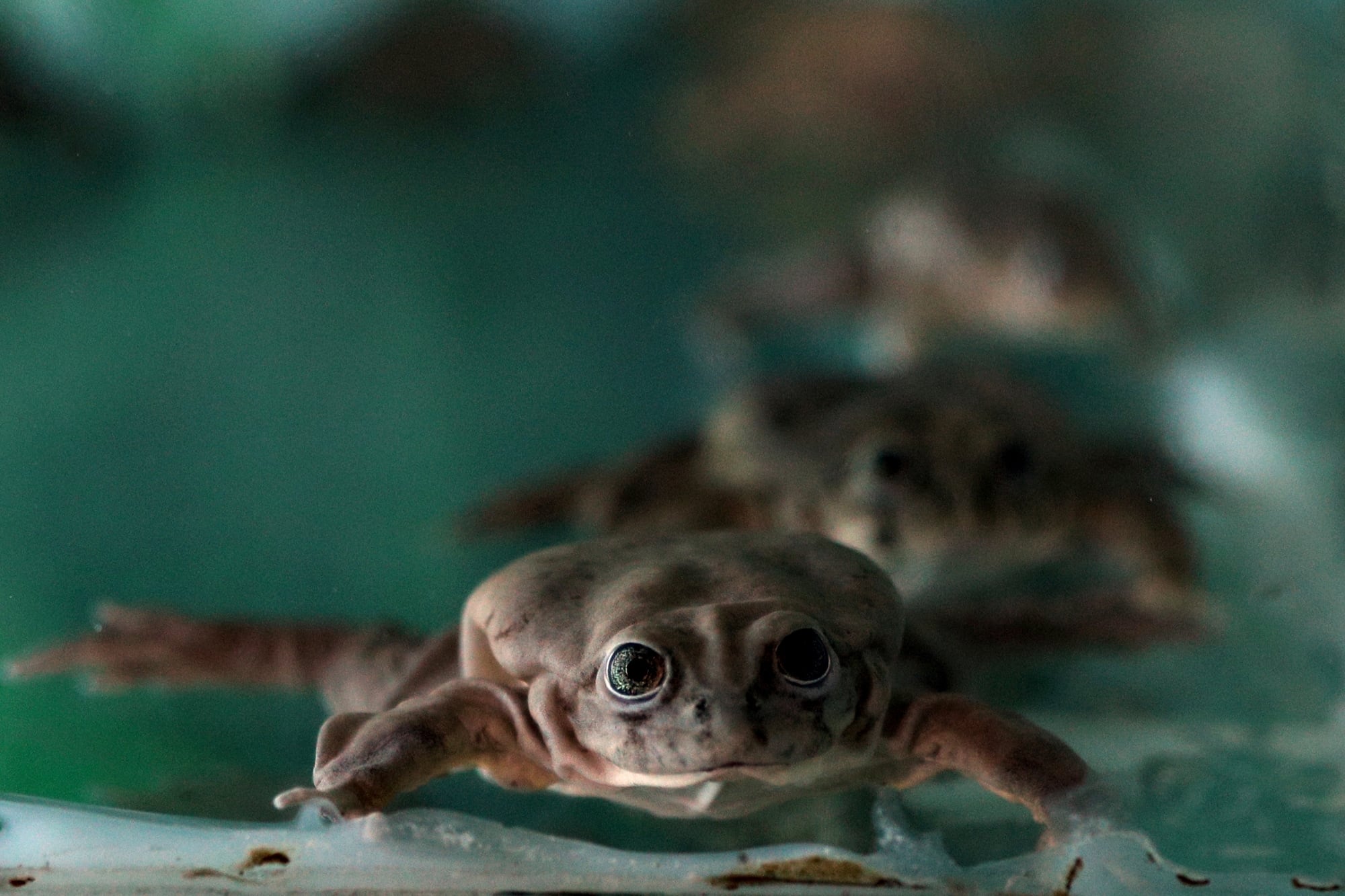 La rana de la especie Telmatobius Culeus. 