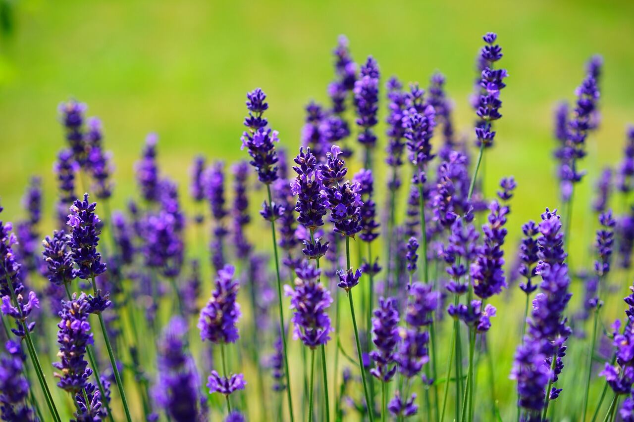 La lavanda es una de las flores aromáticas más fáciles de cuidar. (Foto: Pixabay).