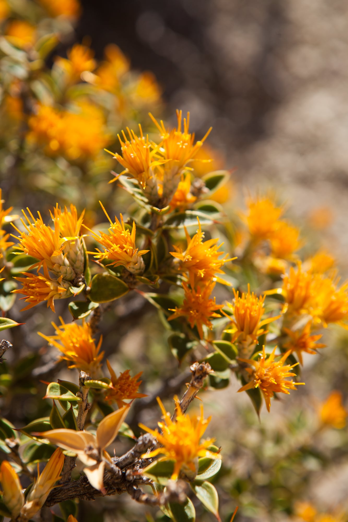 La flor de chuquiraga, belleza mínima de la estepa.