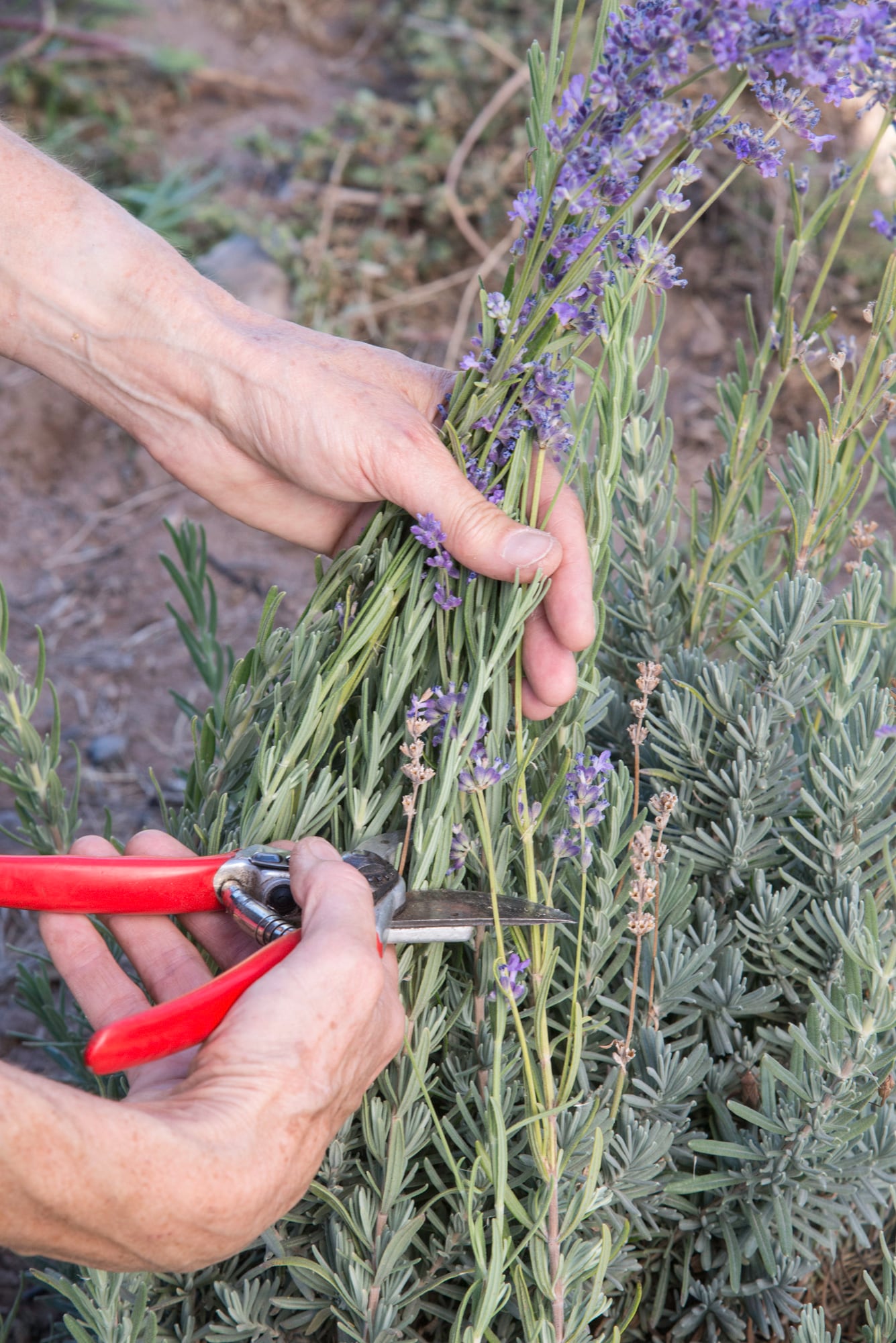 Un suelo bien drenado asegura el bienestar de la planta de lavanda