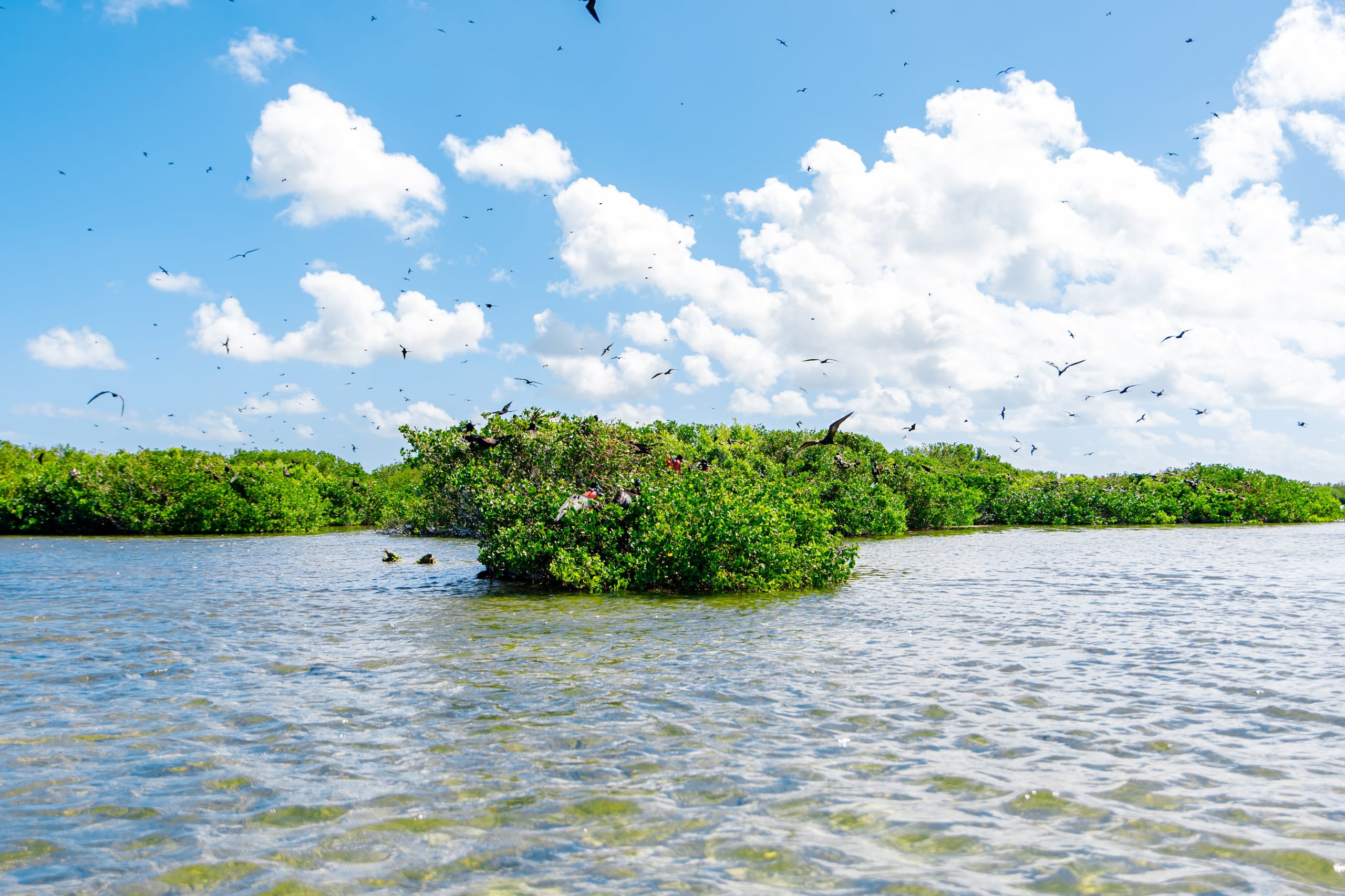 Frigate Bird Sanctuary, Barbuda.