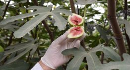 El portugués que produce una fruta deliciosa en la provincia de Buenos Aires