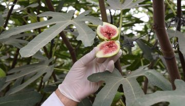 El portugués que produce una fruta deliciosa en la provincia de Buenos Aires