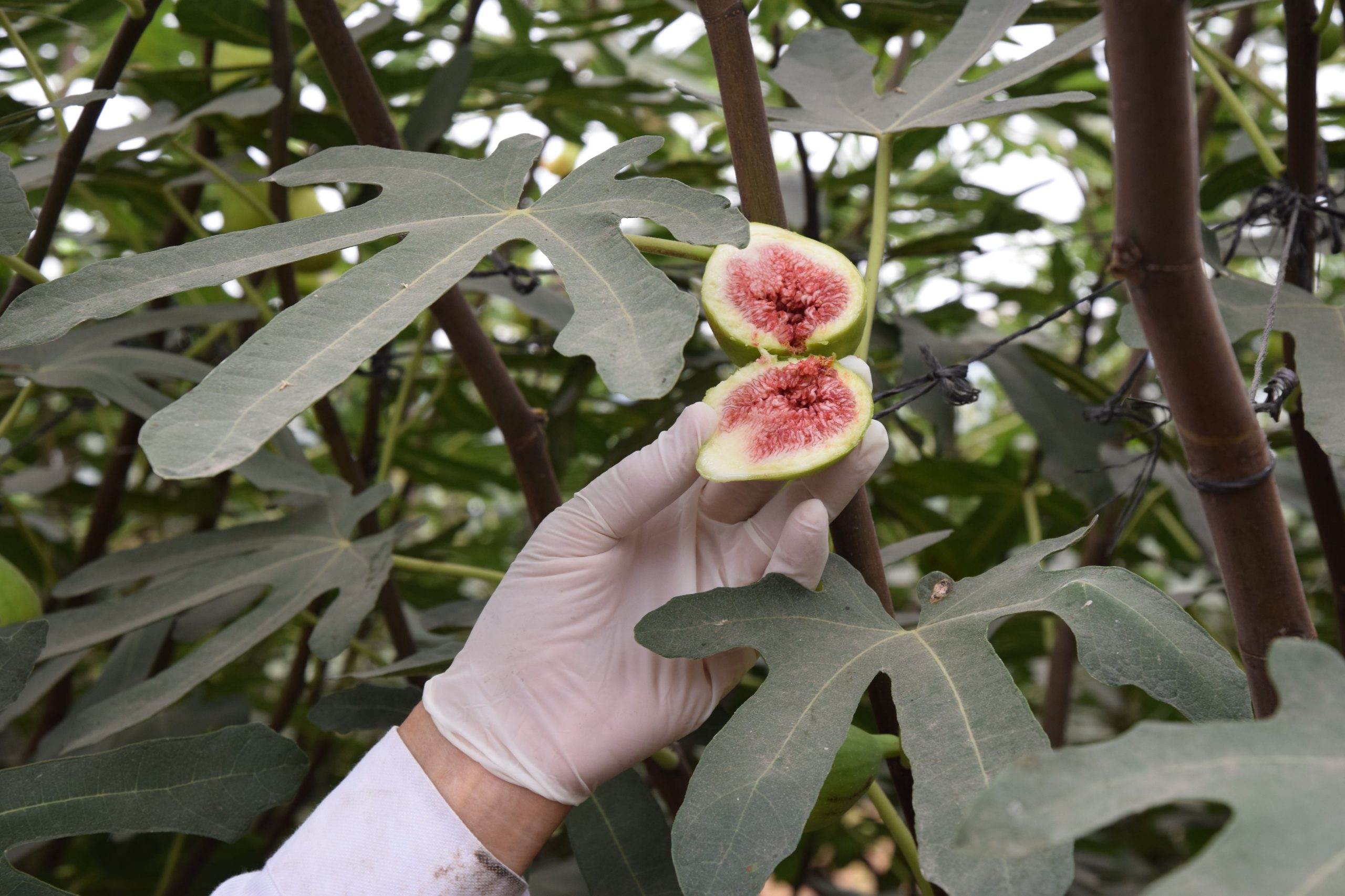 Manuel empezó con las plantaciones, probando con distintas variedades de higos, lo que le llevó casi toda su vida para dar con la planta correcta.