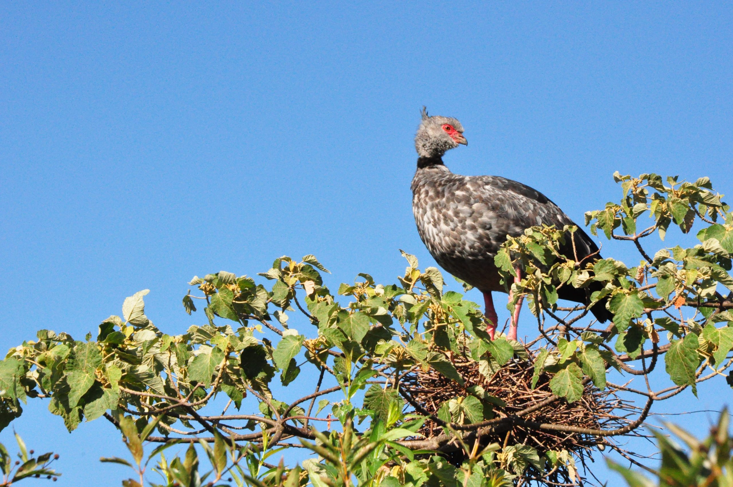 El delta superior es el hábitat de muchas aves, como chajás, garzas, espátulas rosadas, patos y gallinetas. 