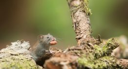 Cómo alejar a las ratas y los ratones del hogar: las cinco plantas que los espantan