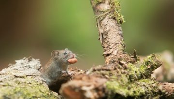 Cómo alejar a las ratas y los ratones del hogar: las cinco plantas que los espantan