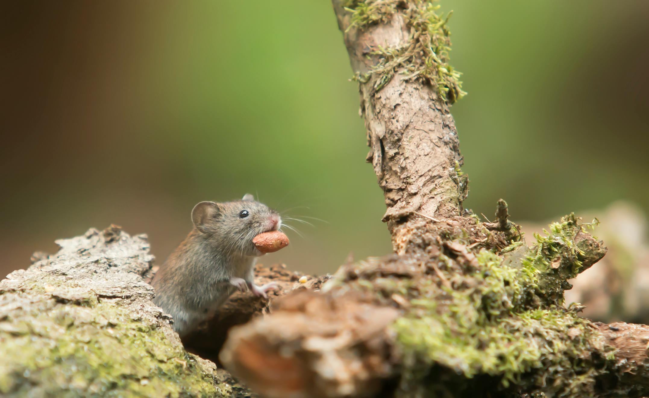 Los roedores son portadores de diversas enfermedades como la leptospirosis, el hantavirus y la salmonelosis