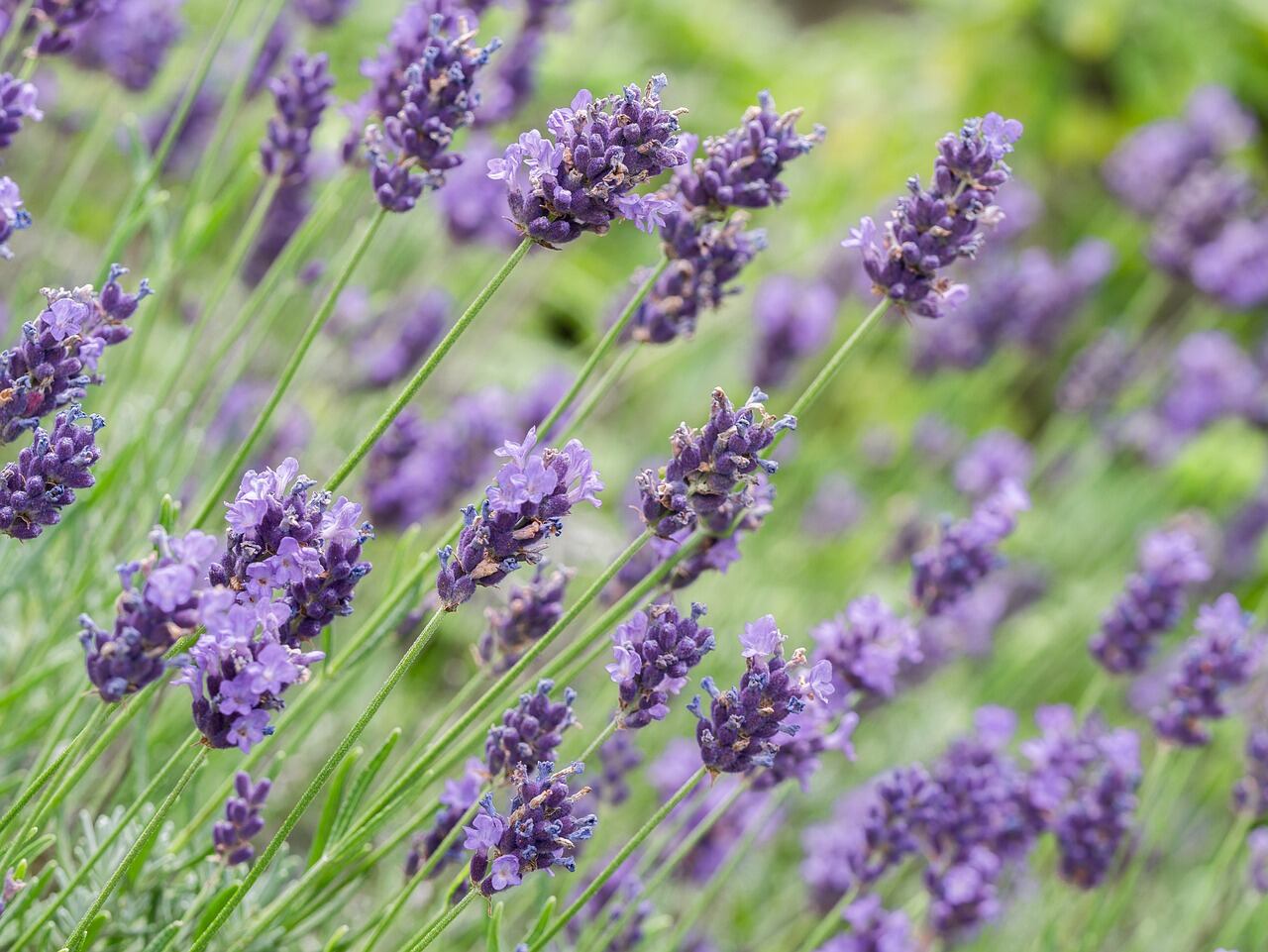 La lavanda, un potente repelente natural de mosquitos. (Foto: Pixabay)