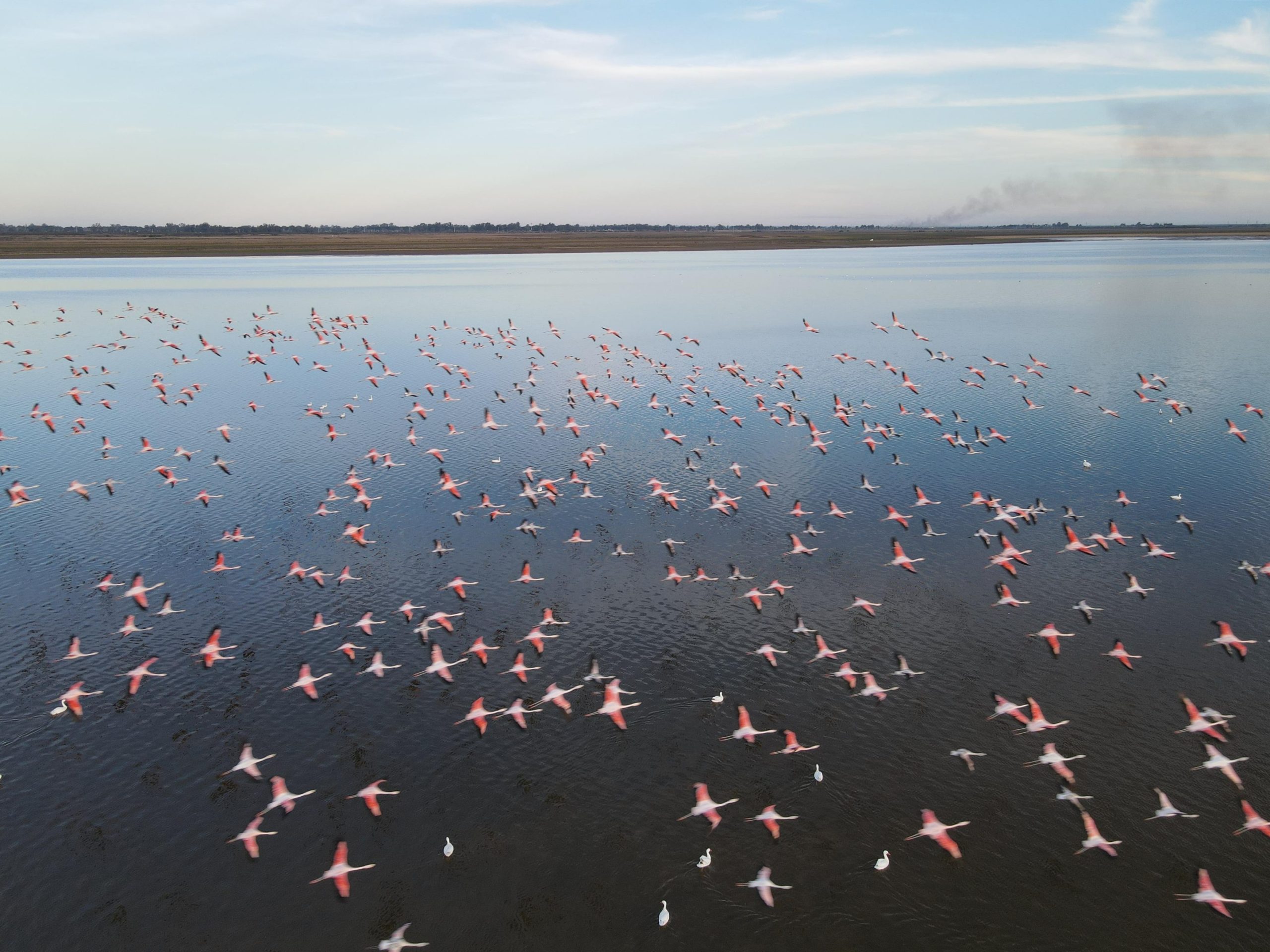 Flamencos rosados vuelan sobre la laguna.