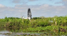 Travesía por el delta de una renacida laguna, entre animales, cascadas y nuevas islas