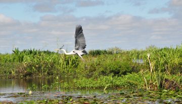 Travesía por el delta de una renacida laguna, entre animales, cascadas y nuevas islas