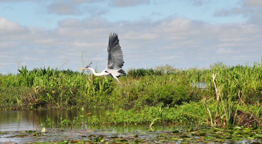 Travesía por el delta de una renacida laguna, entre animales, cascadas y nuevas islas