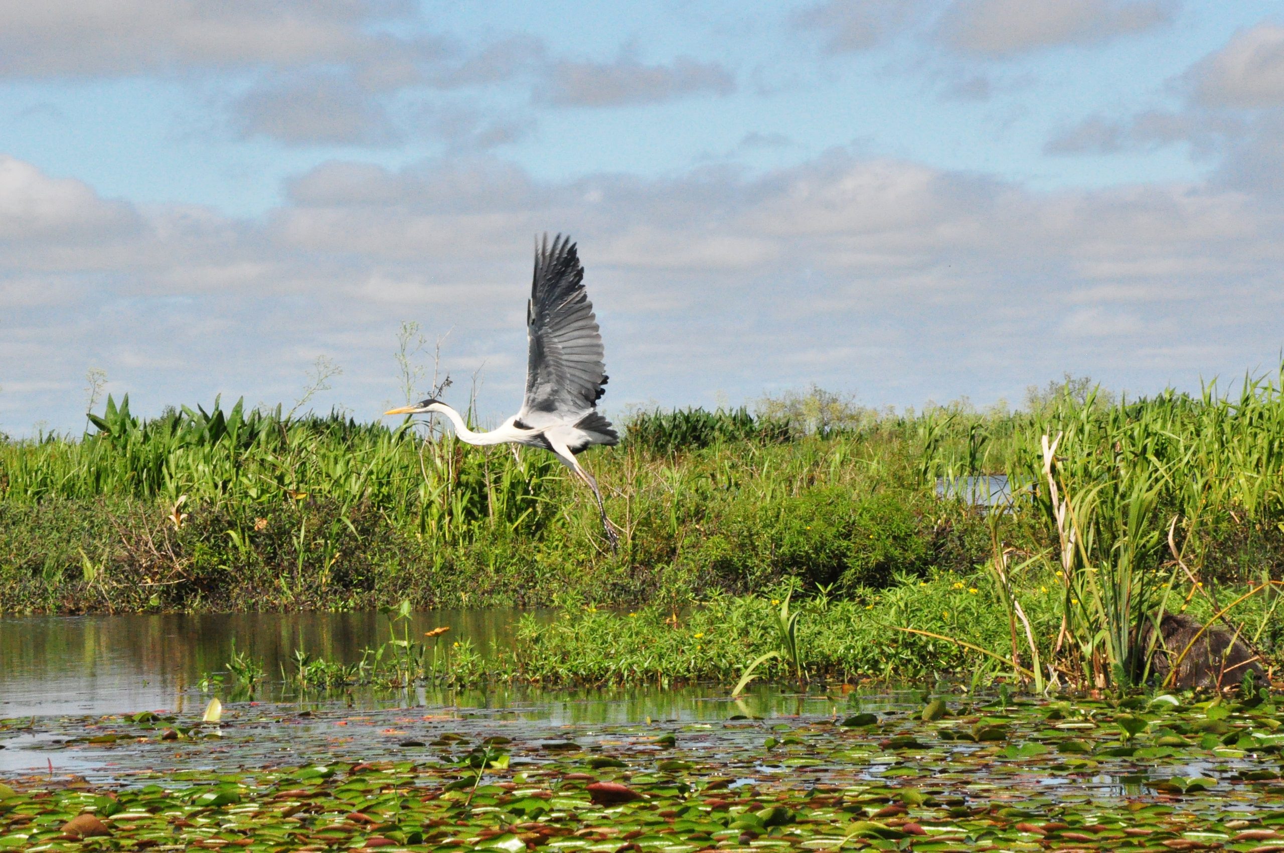 Garza en vuelo sobre el monte de la laguna Setúbal.