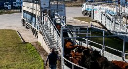 Selectividad y precios en baja en el Mercado Agroganadero de Cañuelas