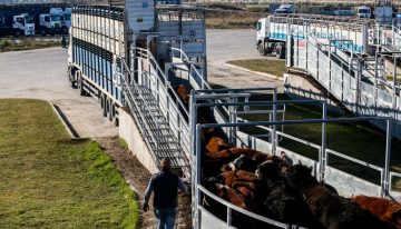 Selectividad y precios en baja en el Mercado Agroganadero de Cañuelas