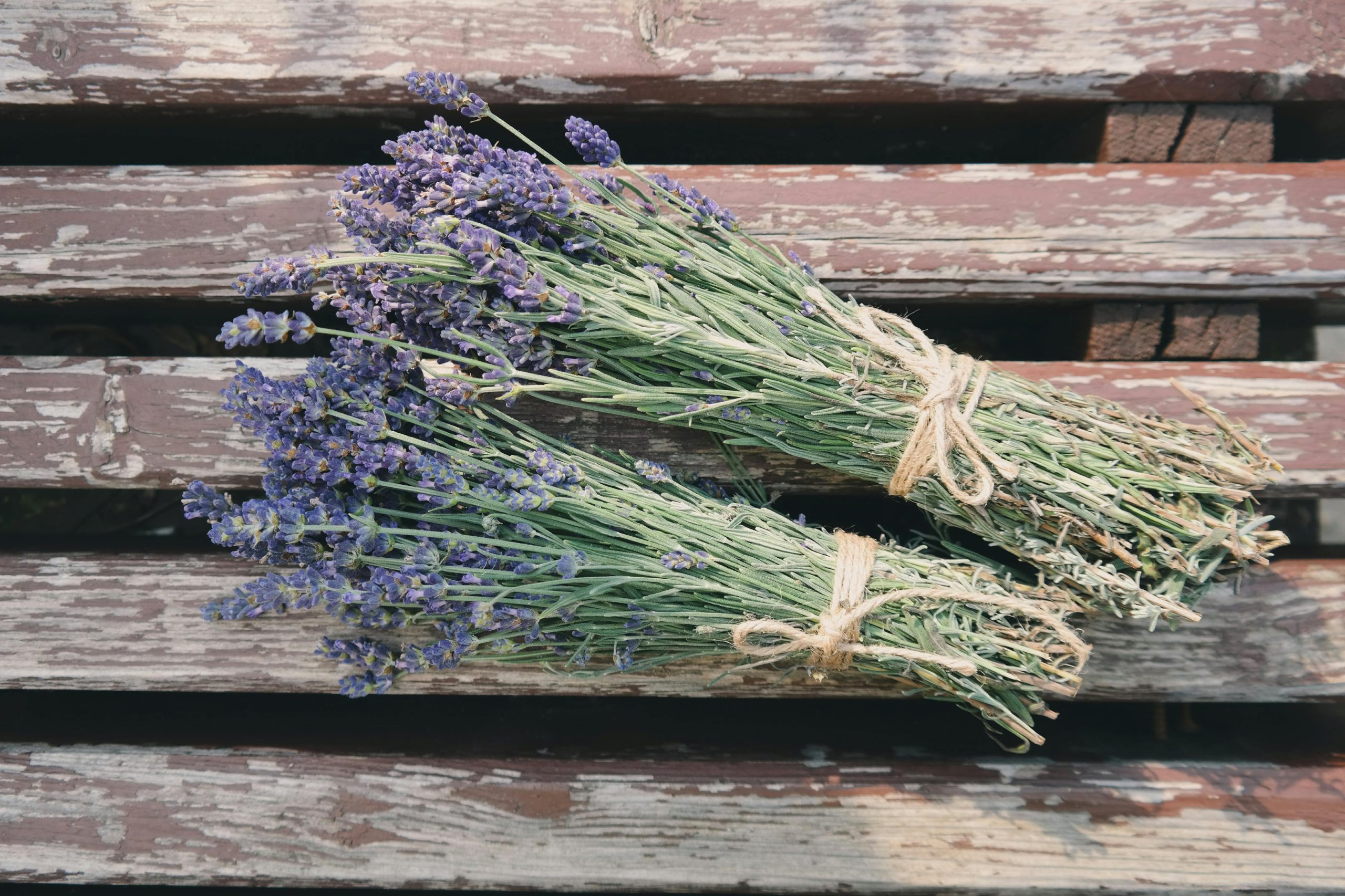 La lavanda puede ser una excelente opción para repeler ratones