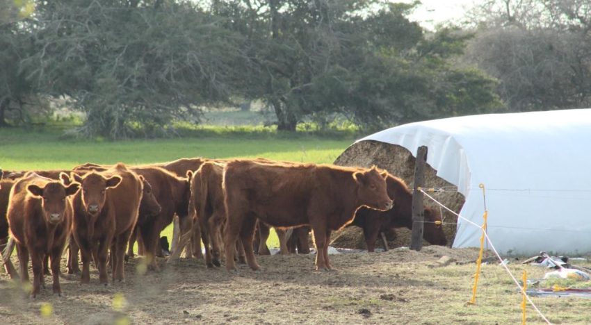 Silaje de maíz: claves para minimizar la pérdida de valor nutricional causada por la chicharrita