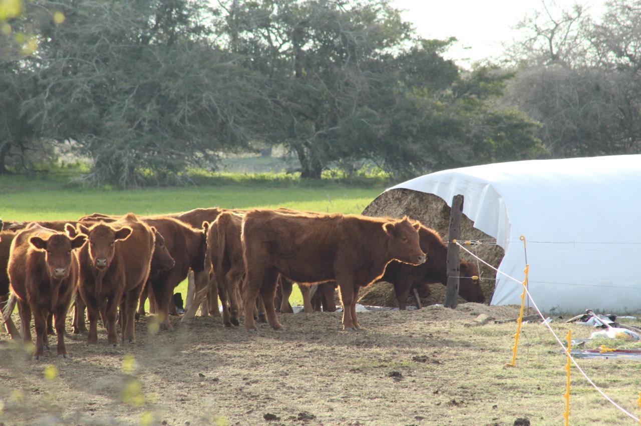 El éxito del silaje de maíz depende de una planificación cuidadosa, de su correcta ejecución en el momento adecuado y de un monitoreo constante de factores que puedan comprometer tanto el rendimiento como la calidad del cultivo