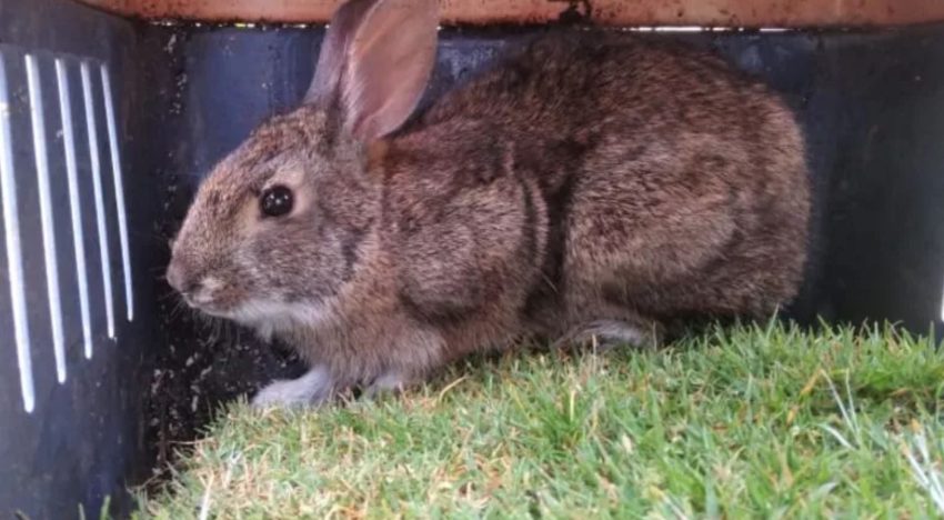 Increíble hallazgo en México: detectan una especie de animal perdida hace más de 120 años