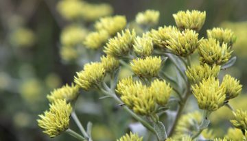 La planta más estudiada por la ciencia que es capaz de aliviar el dolor muscular y es muy útil en casos de artritis