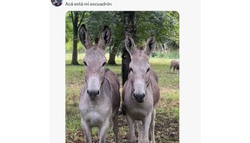 “Son bravísimos”: la desconocida cualidad de los burros y el curioso motivo por el que los mezclan con el ganado