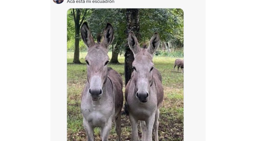 “Son bravísimos”: la desconocida cualidad de los burros y el curioso motivo por el que los mezclan con el ganado