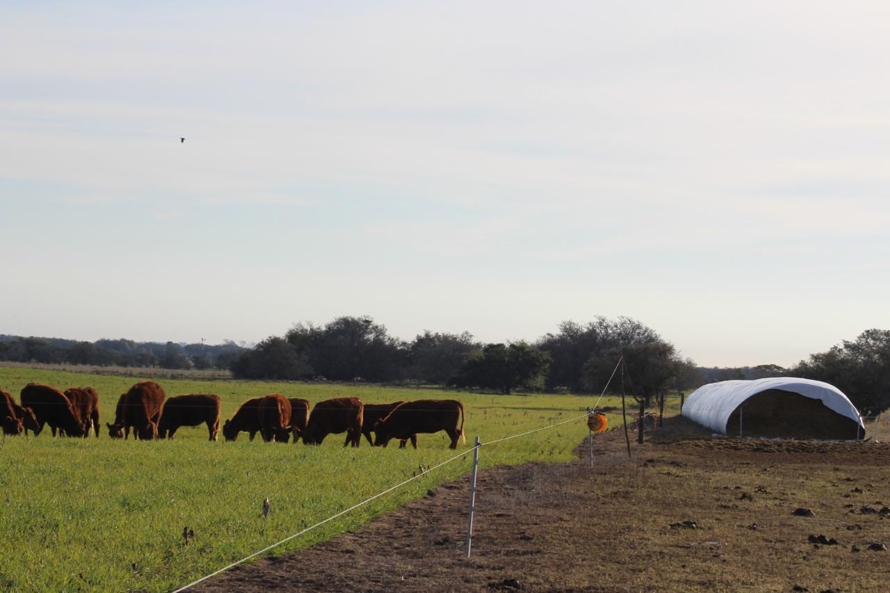 En los silajes, uno de los primeros indicios de la mala fermentación es la presencia de calor, olor putrefacto y el desarrollo de hongos. Estos, afectan negativamente el rendimiento y la salud de los animales