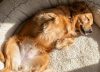 Ni perfume ni baños seguidos: cómo mejorar el olor de tu perro sin hacerle daño