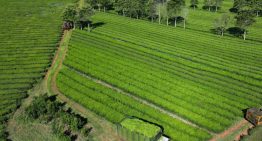 “Crisis total”: adelantaron sorpresivamente el final de la cosecha de té