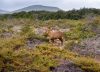 Emblema de la Patagonia: cómo y dónde se reproduce esta especie en peligro de extinción
