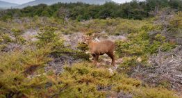 Emblema de la Patagonia: cómo y dónde se reproduce esta especie en peligro de extinción