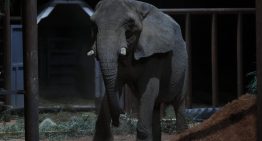 El clamoroso silencio de los animales