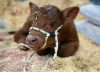 Cambio de rumbo: dejó una fábrica y puso una cabaña ganadera donde todos los animales tienen nombres de pueblos