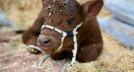 Cambio de rumbo: dejó una fábrica y puso una cabaña ganadera donde todos los animales tienen nombres de pueblos