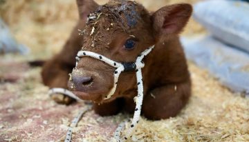Cambio de rumbo: dejó una fábrica y puso una cabaña ganadera donde todos los animales tienen nombres de pueblos