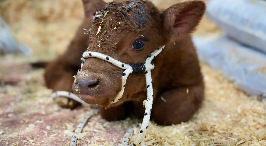 Cambio de rumbo: dejó una fábrica y puso una cabaña ganadera donde todos los animales tienen nombres de pueblos