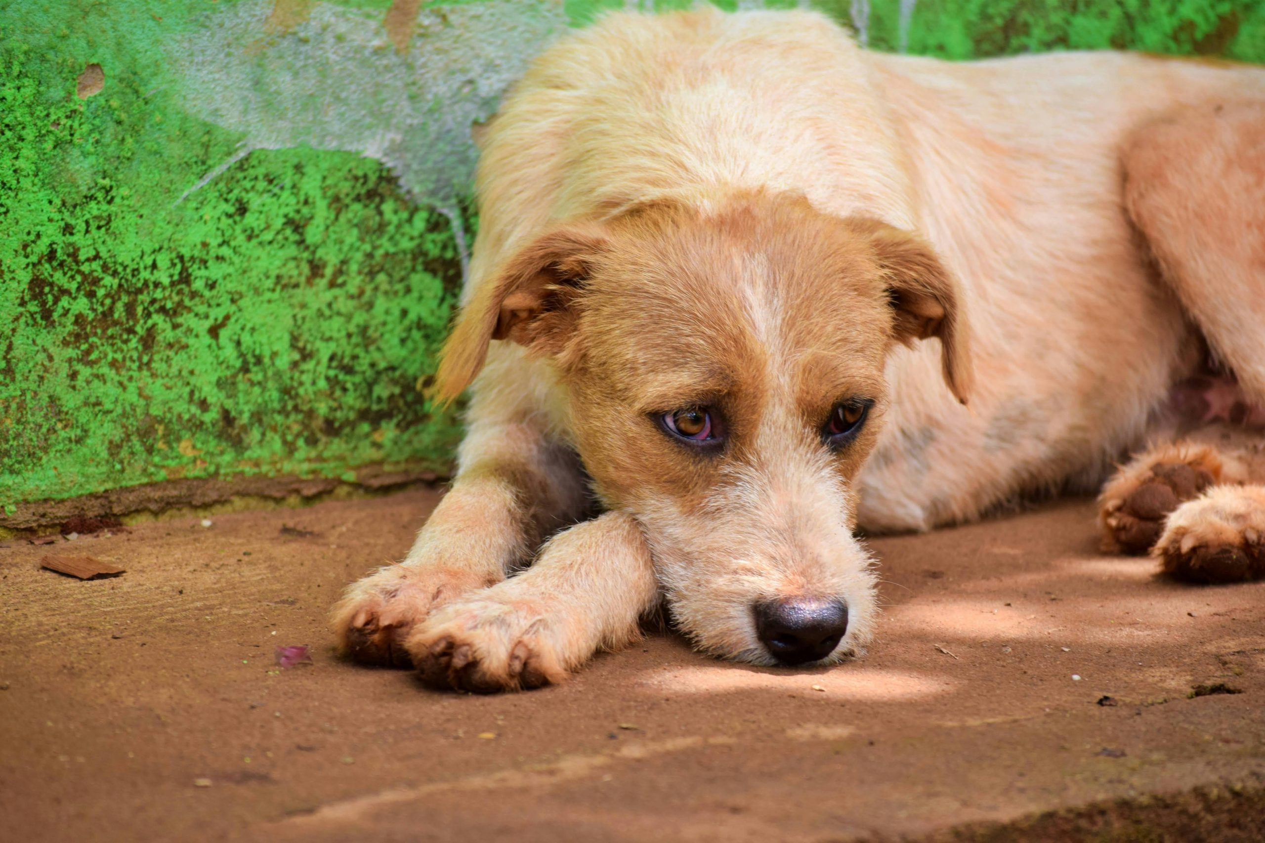 Los perros pueden pasar ansiedad al vernos tras horas estando solos