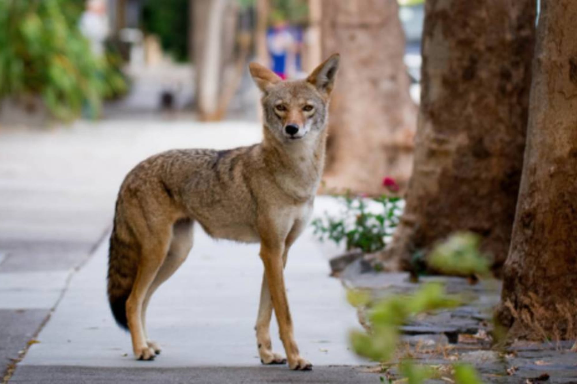 En Atlantic Beach se registraron tres ataques de Coyote en las últimas horas
