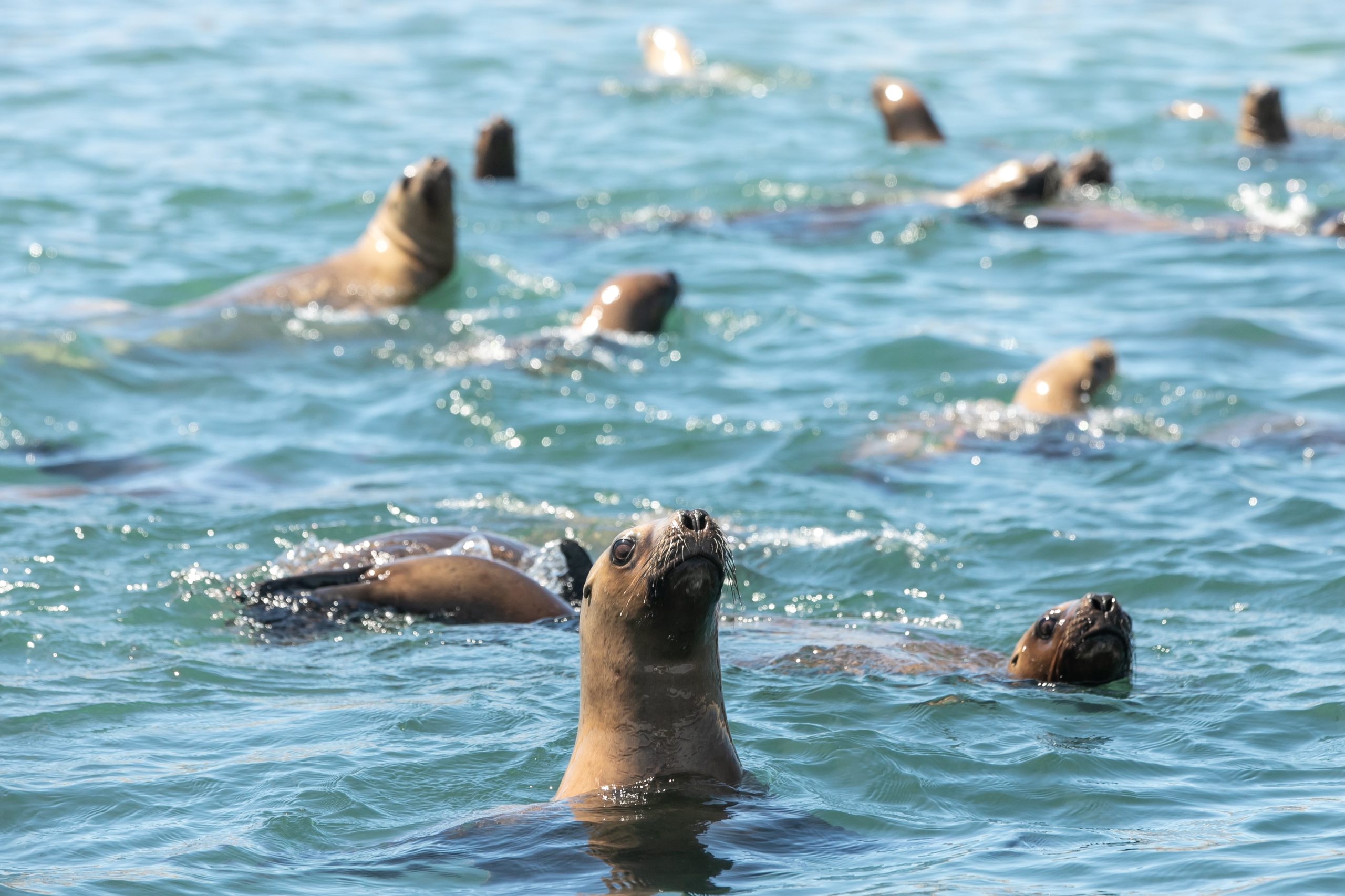 Lobitos de mar en la Bahía de los Franceses.