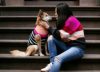 Por qué no hay que saludar al perro al llegar a casa, según un entrenador canino
