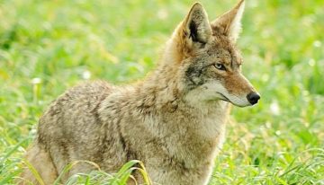 Temporada de animales salvajes en Los Ángeles: clientes de una peluquería descubren un inesperado visitante