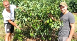 Emprendedores: se metieron en el negocio de la fruta de moda e invierten para que haya cada vez más producción argentina