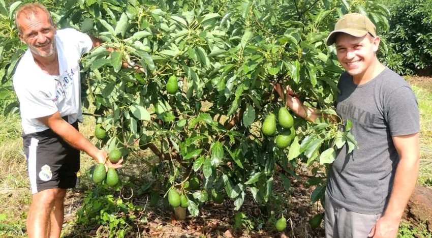Emprendedores: se metieron en el negocio de la fruta de moda e invierten para que haya cada vez más producción argentina